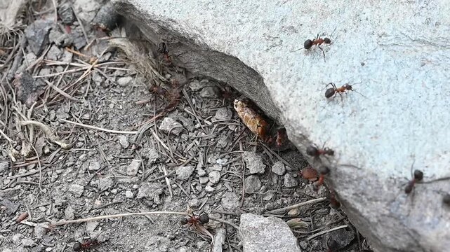 Wood Ants (Formica lugubris) Working Together and Dragging Prey Under Rock Macro