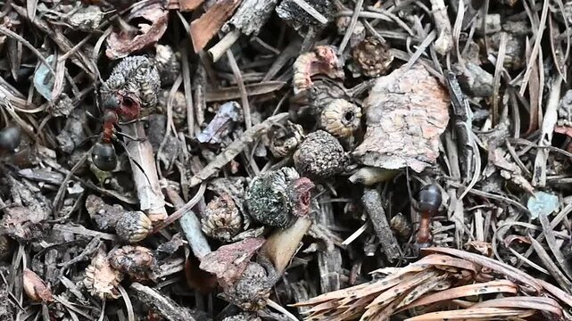 Wood Ants Formica lugubris Swarming Ground Colony Path