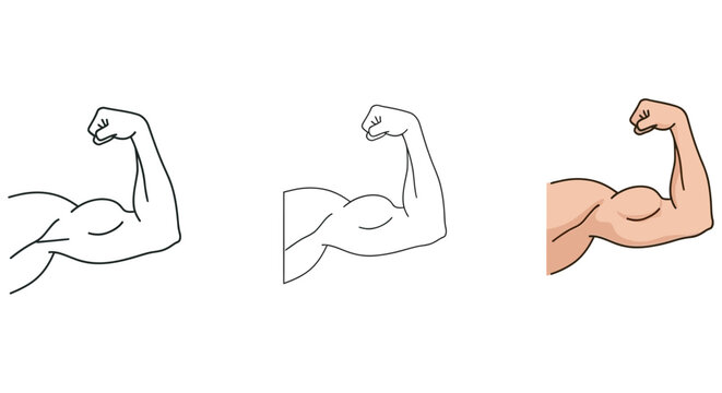 Anatomical Arm Muscles Illustration With Color And Line Art Variations