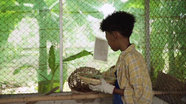 Happy African child boy farmer with an apron and cloth gloves picking up and collecting fresh eggs into a basket at a henhouse. Agriculturist black boy learning on organic farm during summer vacation.