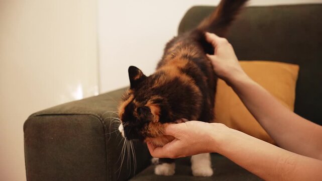 Woman gently petting a fluffy long haired calico cat sitting on a sofa at home. Cozy lifestyle scene expressing trust, affection, companionship, and everyday pet care