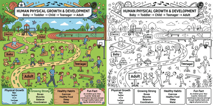 human lifecycle physical growth development cartoon clipart and lineart print vector illustration for school student educational study learning classroom outdoor STEM color coloring book