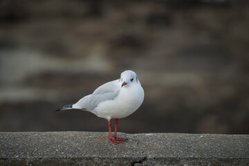 Mouette de profil . © Richard