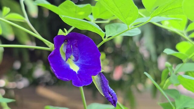 Butterfly Pea flower or Asian pigeonwings is flower herbal plant use  coloring  blue and purple for ancient Thai desserts.