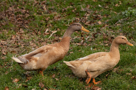 Orpington Duck, traditional breeds of poultry