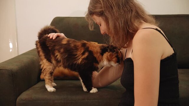 Woman gently petting a fluffy long haired calico cat sitting on a sofa at home. Cozy lifestyle scene expressing trust, affection, companionship, and everyday pet care