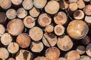 Fototapeta premium A stack of freshly cut pine logs