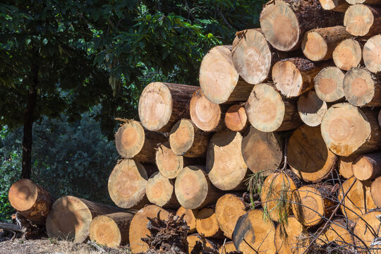 A large stack of freshly harvested timber logs rests by the forest edge