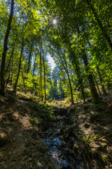 Fototapeta premium Sunlight creates a radiant sunstar through dense tree foliage above a small stream