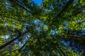 Fototapeta premium A low-angle view looking straight up into a dense, lush green forest canopy