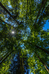 Fototapeta premium A low-angle view looking straight up into a dense, lush green forest canopy