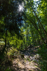 Fototapeta premium Sunlight shines through the high tree canopy over a narrow hiking trail