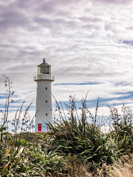 Cape Egmont Lighthouse, Phormium tenax, Harakeke, Taranaki, Neuseeland, Historischer wei&szlig;er Leuchtturm mit roter T&uuml;r hinter neuseel&auml;ndischem Flachs im Hochformat