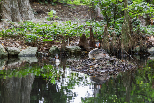 A nesting great crested grebe turns its head back while its mate floats low at left, surrounded by still water and cypress knees.