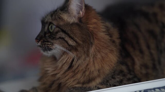 Close Up Side Portrait of Fluffy Tabby Cat