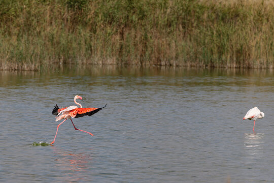 Greater flamingo (Phoenicopterus roseus) landing in a lagoon in the Camargue, France.
