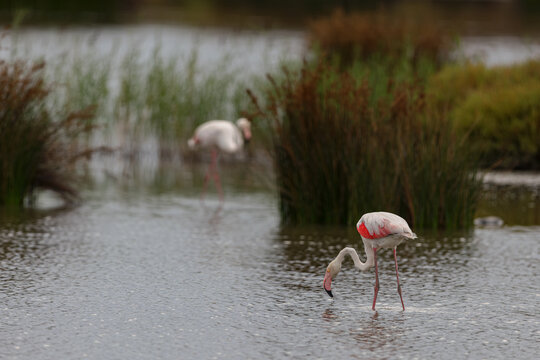 Greater flamingos (Phoenicopterus roseus) standing in a lagoon in the Camargue, France.