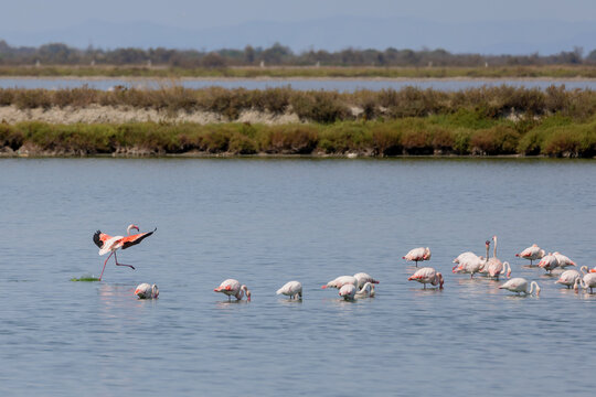 Group of Greater flamingos (Phoenicopterus roseus) in the shallow water of a lagoon in the Camargue, France.