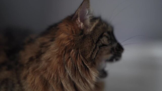 Elegant Side Profile Portrait of Domestic Tabby Cat
