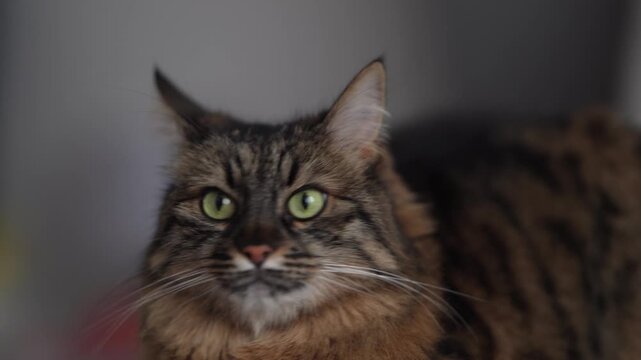 Alert Long Haired Cat Portrait With Shallow Depth of Field