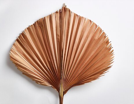 eventail de feuilles seches