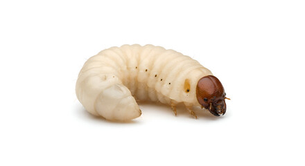 Naklejka premium caterpillar on white background