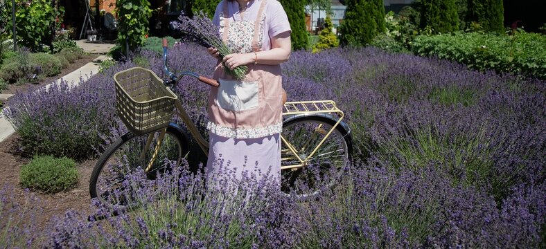 Woman in a lavender field holding a bouquet with a bicycle nearby. Surrounded by blooming lavender plants, she wears an apron and dress, enjoying a serene summer day
