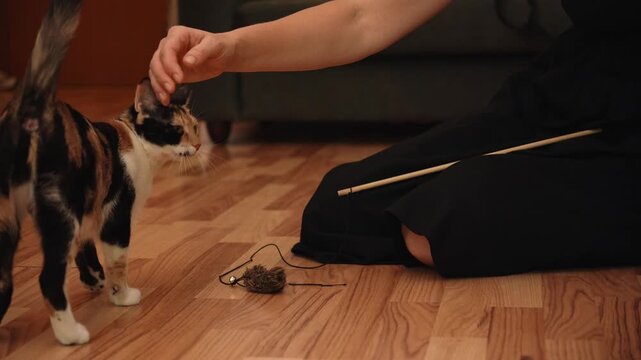 Woman petting a playful calico cat beside a teaser toy on the floor at home. Warm lifestyle scene celebrating companionship, enrichment, and everyday pet care