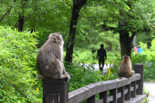初夏の上高地で観光客の往来を見守るようにたたずむ野生のサル