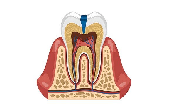 Cross section of human tooth anatomy showing dental pulp enamel dentin and roots