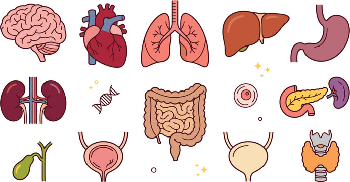 Human anatomy organ collection featuring brain heart lungs liver kidney and digestive system medical illustrations