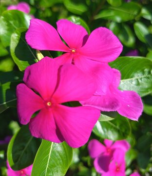 Bright pink Madagascar periwinkle (Catharanthus roseus) flower with an unopened bud surrounded by glossy green foliage. Perfect for gardening, floral, botanical, and tropical nature themes.