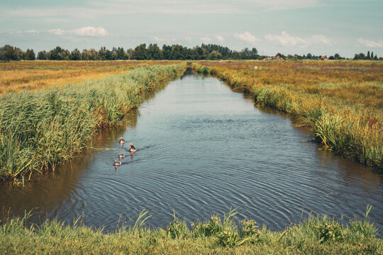 Patinhos da &aacute;gua em Zaanse Schans