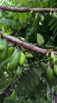 Fresh Green Bilimbi Fruits Hanging on Tree Branches