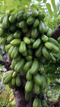 Abundant Green Bilimbi Fruits Growing on Tree Branches