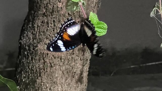 black swallowtail butterfly