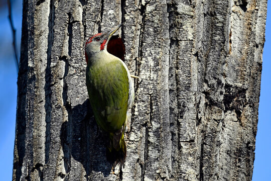 Iberienspecht, Iberischer Gr&uuml;nspecht // Iberian green woodpecker (Picus sharpei / Picus viridis sharpei) - Katalonien, Spanien