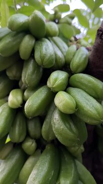 Close-up shot of fresh green bilimbi fruits growing in dense clusters on tree trunk in nature