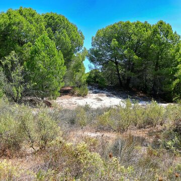 Mediterranean pine forest opening onto a white sand dune, wild coastal scrubland in the foreground under a clear blue sky, Capo Comino, Siniscola, Sardinia, Italy, August, 2, 2026.