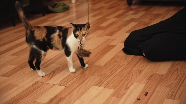 Woman playing with a short haired calico cat using a teaser toy at home. Everyday pet enrichment activity encouraging exercise, curiosity, and bonding