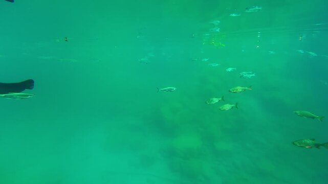 Large catfish swimming in a lake, underwater view