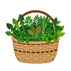 Naklejka premium Fresh Herb Basket with Assorted Green Leafy Vegetables.