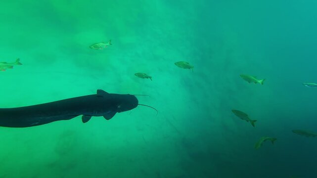Large catfish swimming in a lake, underwater view