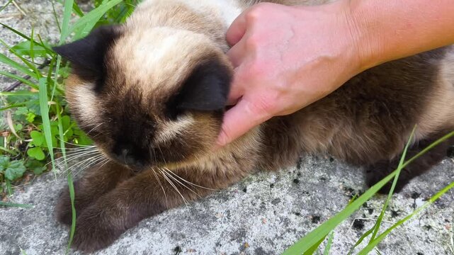 Close up of a human hand gently petting a relaxed Siamese cat outdoors. Cozy moment of affection, trust and companionship with a domestic pet in natural daylight.