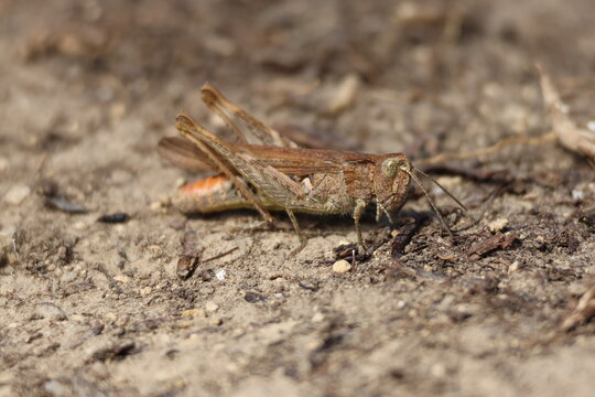 the common field grasshopper (Chorthippus brunneus)