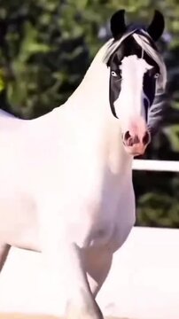 Majestic pinto horse galloping with long flowing mane in cinematic motion footage showcasing powerful muscle movement and graceful stride during this bright sunny outdoor video clip