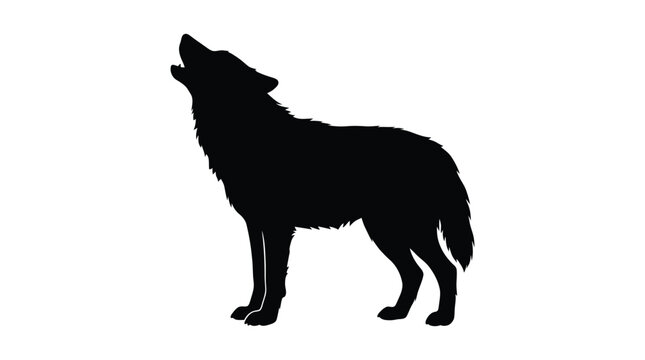 Black wolf silhouette in a howling pose stark against white background silhouette