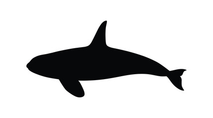 Fototapeta premium Orca whale silhouette against a white background silhouette