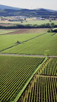 Italian vineyards from drone view, neat rows of vines in agricultural zone of Lake Garda