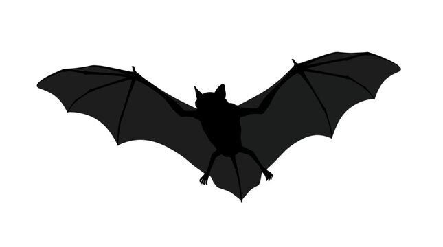 Halloween, Flying bat with outstretched wings, depicted as a solid black silhouette with visible ears and feet, isolated on a plain white background.